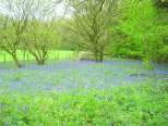 blubell woods